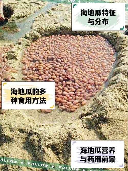 探秘深海臻品 秦皇参海的魅力与价值