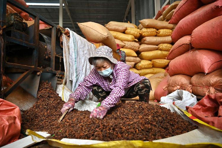 欧时大参-中国食材漂洋过海 满足海外同胞思乡之情